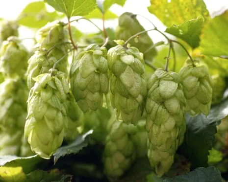 Craft A Personal Beer Garden: Nurturing Hops Proves to Be Straightforward and Rewarding