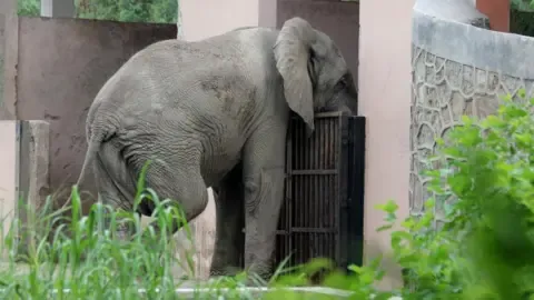 The Solitary Life and Passing of India’s Capital’s Only African Elephant